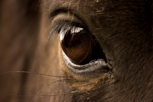 horses-eye-perspective-business-myhorseheart-leadership-management